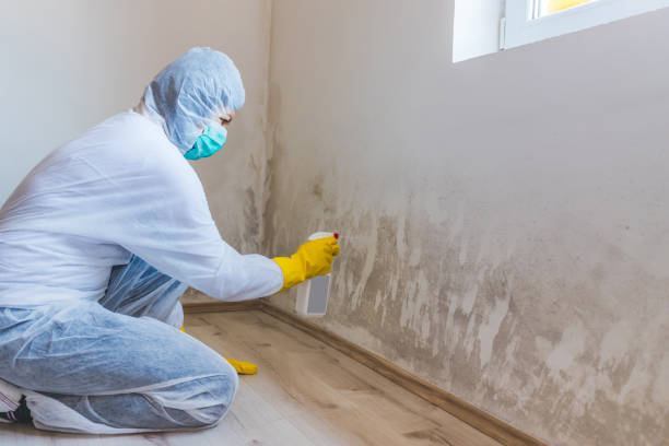 Licensed Black Mold Remediation service in North Reading, MA - Mold Remediation HQ