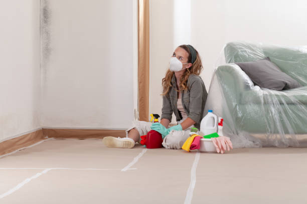 Reliable Black Mold Remediation contractor in North Reading, MA by Mold Remediation HQ